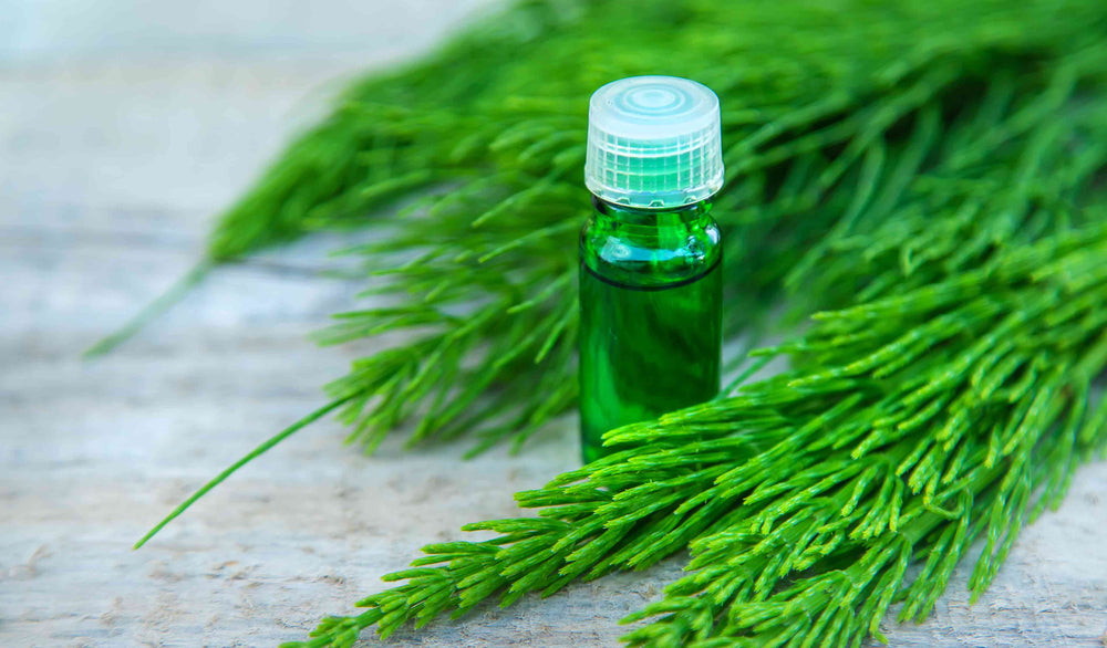 Herbs for Bone Health: A Guide to Natural Bone Support