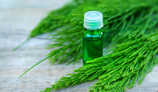 Herbs for Bone Health: A Guide to Natural Bone Support