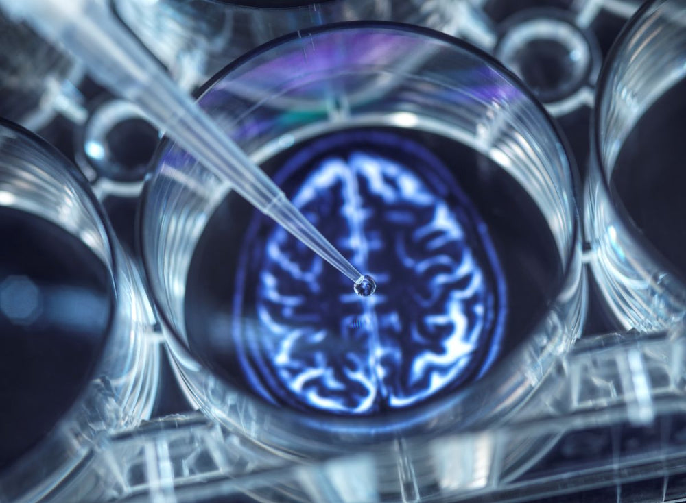 How Does Methylene Blue Work for Brain Function?