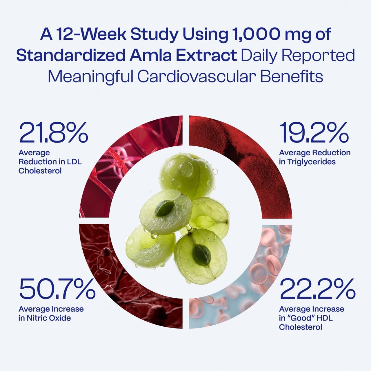 Amla Fruit Extract | 3