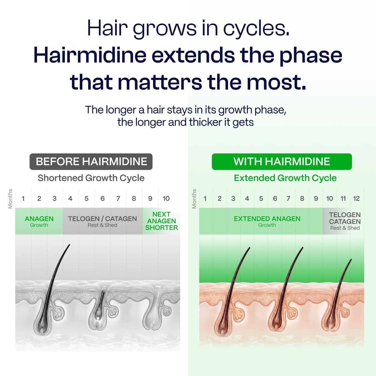 Hairmidine | Multi-Pathway Hair Growth Support Formula